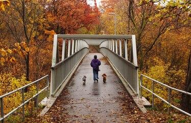 A person walks their dogs over a bridge